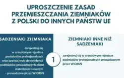 plakat, ziemniaki